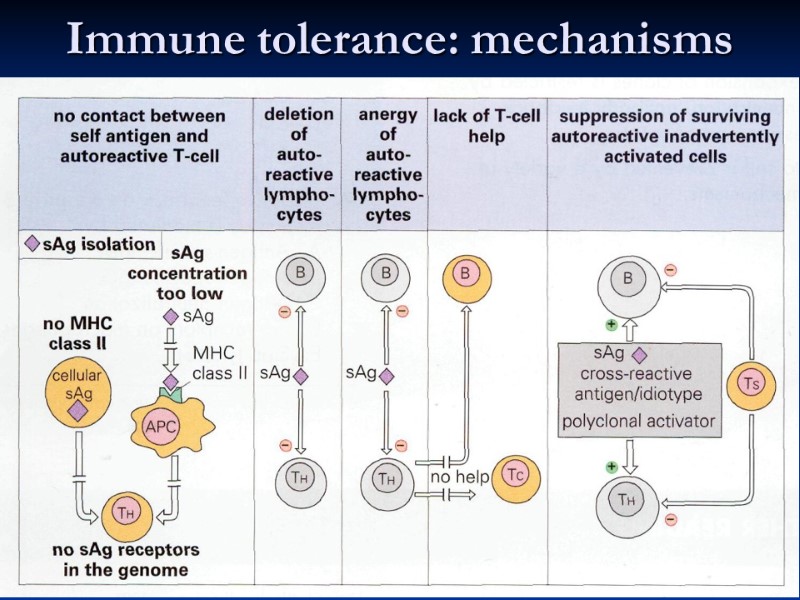 Immune tolerance: mechanisms